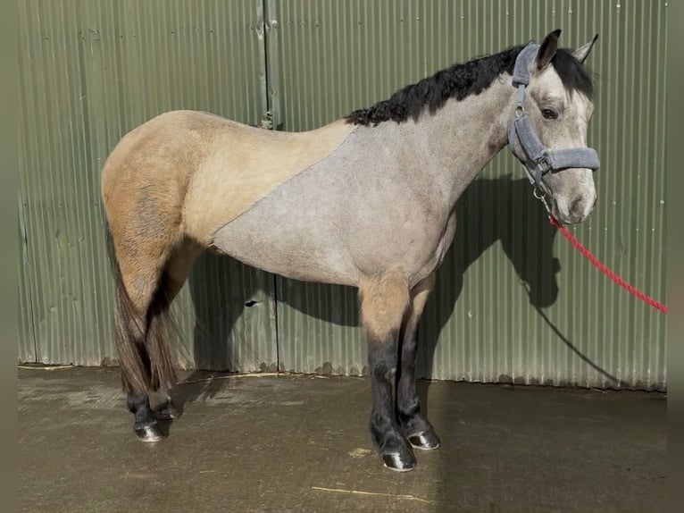 Connemara Jument 4 Ans 146 cm Isabelle in Sligo