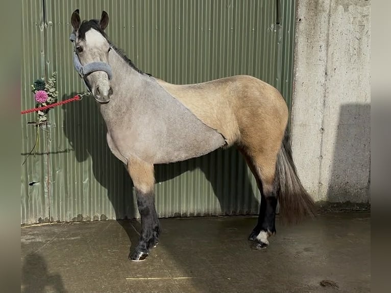 Connemara Jument 4 Ans 146 cm Isabelle in Sligo