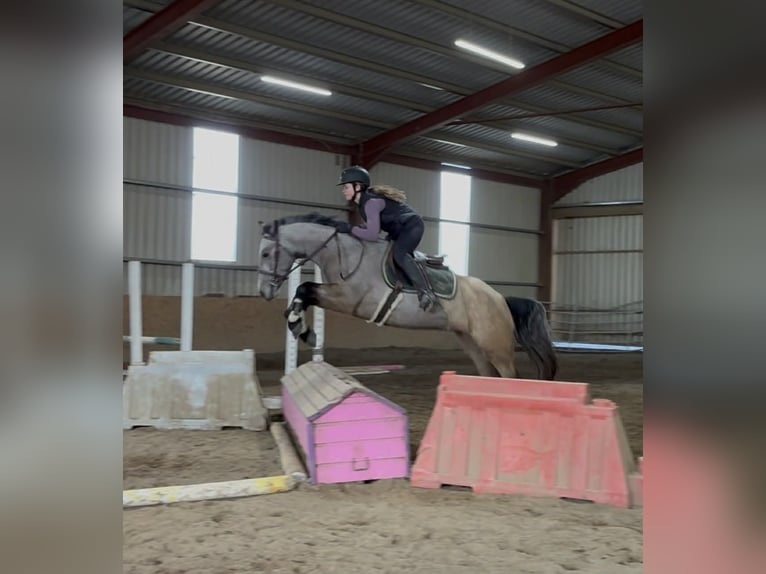 Connemara Jument 4 Ans 146 cm Isabelle in Sligo