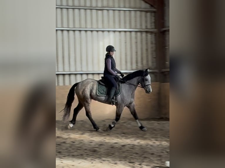 Connemara Jument 4 Ans 146 cm Isabelle in Sligo