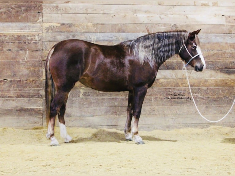 Connemara Jument 4 Ans 147 cm Alezan brûlé in Peosta