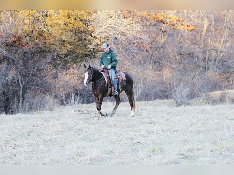 Connemara Jument 4 Ans 147 cm Alezan brûlé in Peosta