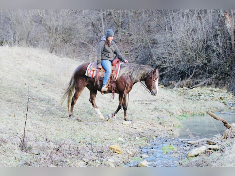 Connemara Jument 4 Ans 147 cm Alezan brûlé in Peosta