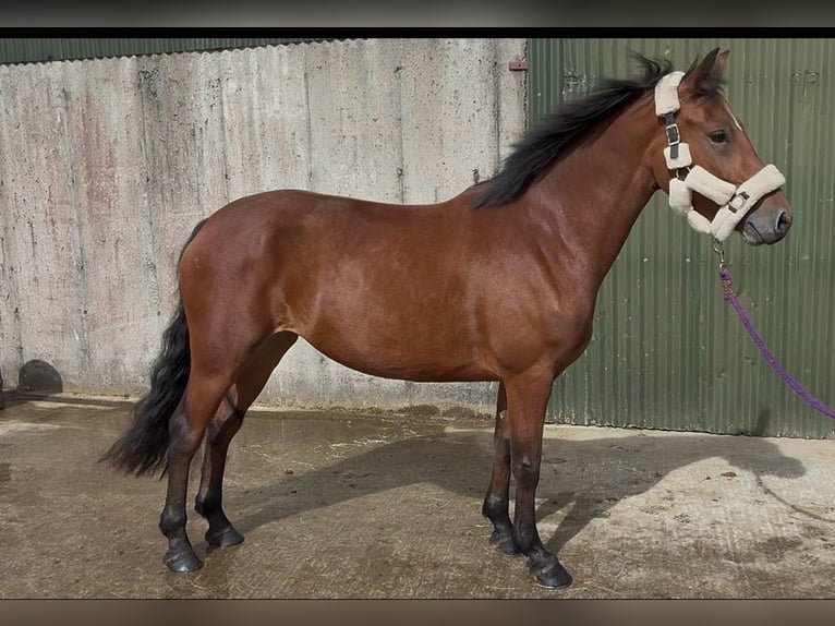 Connemara Jument 4 Ans 147 cm Bai in Trebbin