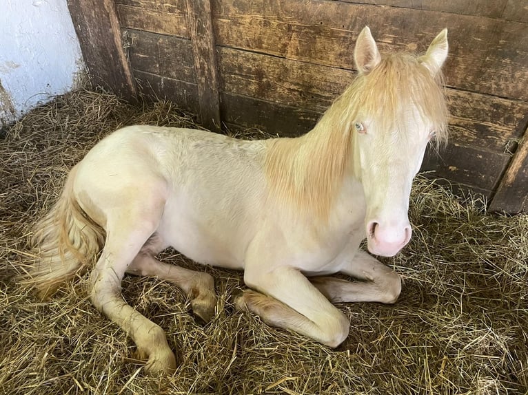 Connemara Jument 4 Ans 147 cm Cremello in Lisberg