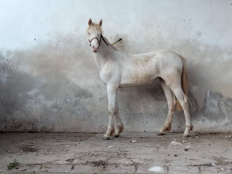 Connemara Jument 4 Ans 147 cm Cremello in Lisberg