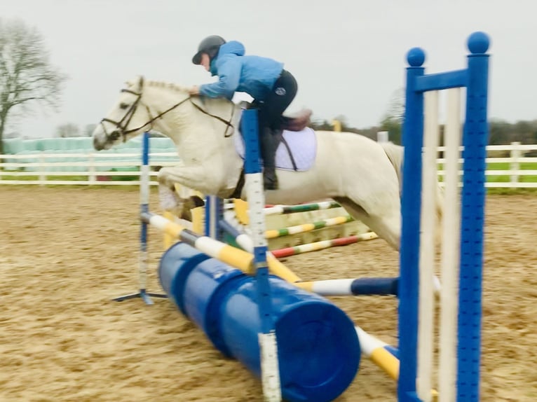 Connemara Jument 4 Ans 147 cm Gris in Mountrath