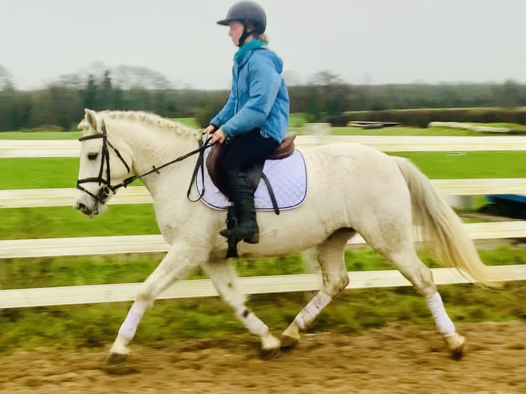 Connemara Jument 4 Ans 147 cm Gris in Mountrath