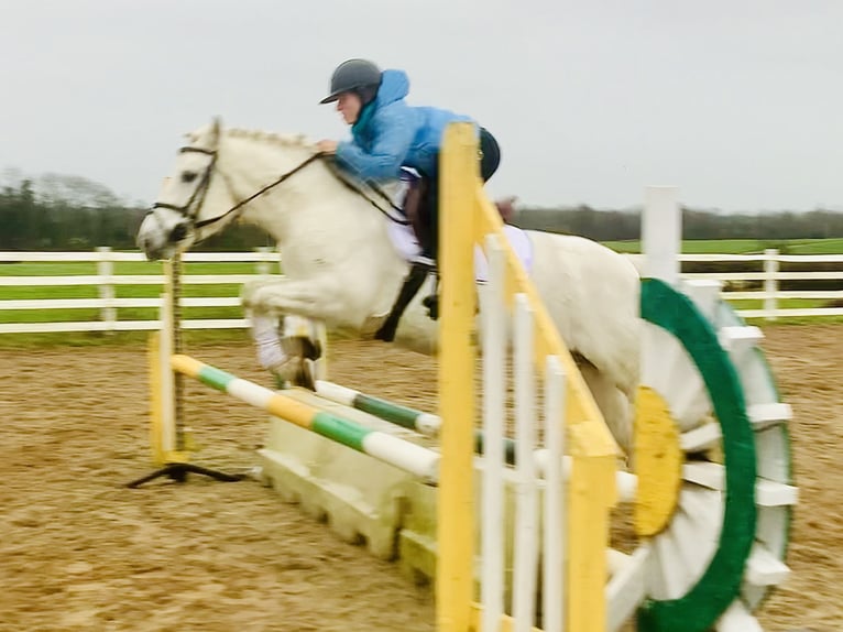 Connemara Jument 4 Ans 147 cm Gris in Mountrath