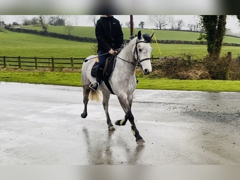 Connemara Jument 4 Ans 147 cm Gris in Sligo