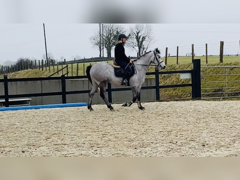 Connemara Jument 4 Ans 147 cm Gris in Sligo