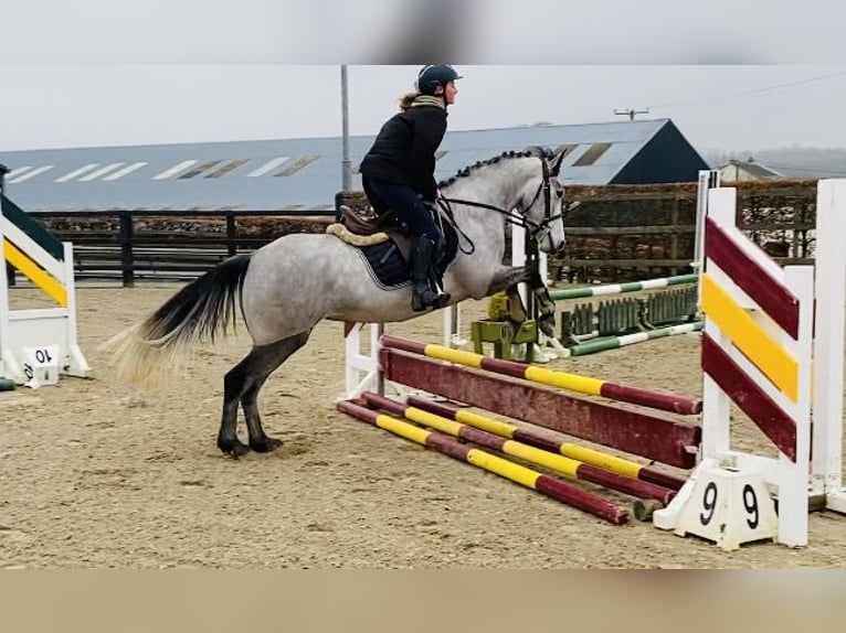 Connemara Jument 4 Ans 147 cm Gris in Sligo