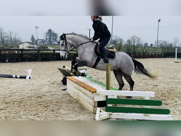 Connemara Jument 4 Ans 147 cm Gris in Sligo