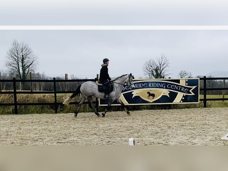 Connemara Jument 4 Ans 147 cm Gris in Sligo