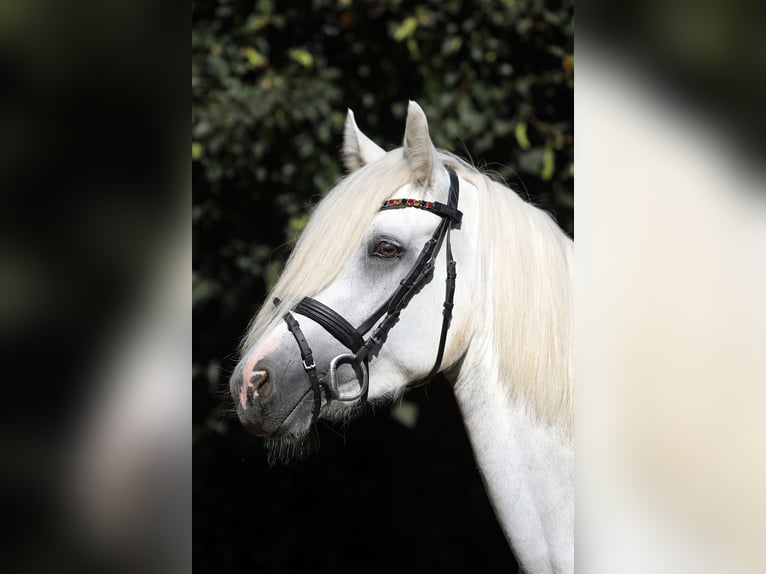 Connemara Jument 4 Ans 147 cm Gris in Altenstadt