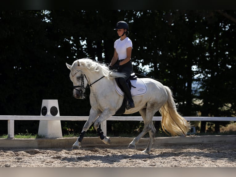 Connemara Jument 4 Ans 147 cm Gris in Altenstadt