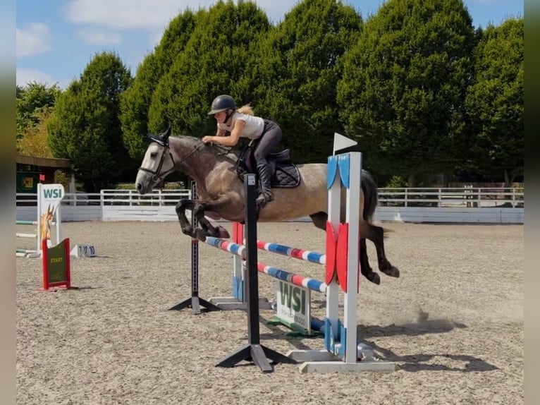 Connemara Jument 4 Ans 147 cm Gris pommelé in Mountrath, Co. Laois