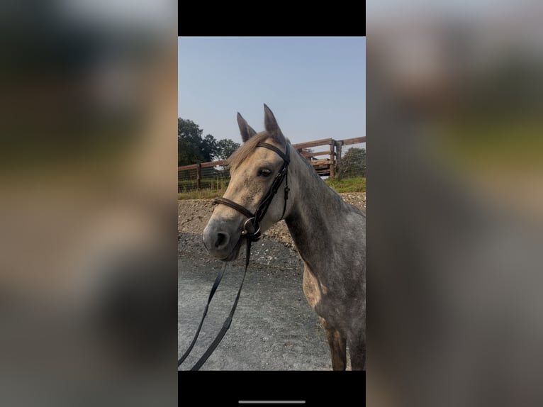 Connemara Jument 4 Ans 147 cm Gris in Tipperary