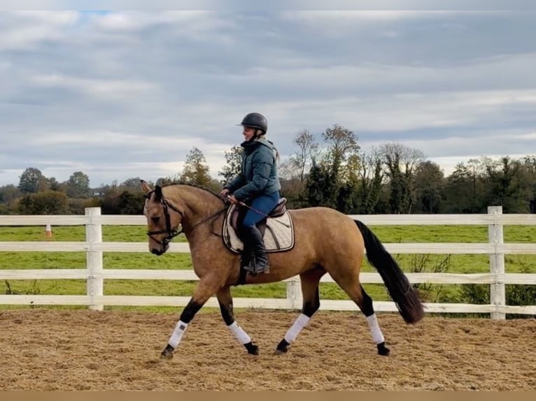 Connemara Jument 4 Ans 147 cm Isabelle in Mountrath, Co. Laois