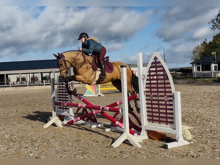 Connemara Jument 4 Ans 147 cm Isabelle in Mountrath, Co. Laois