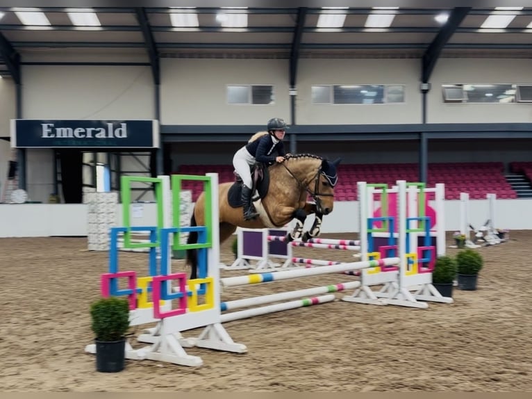 Connemara Jument 4 Ans 147 cm Isabelle in Mountrath, Co. Laois