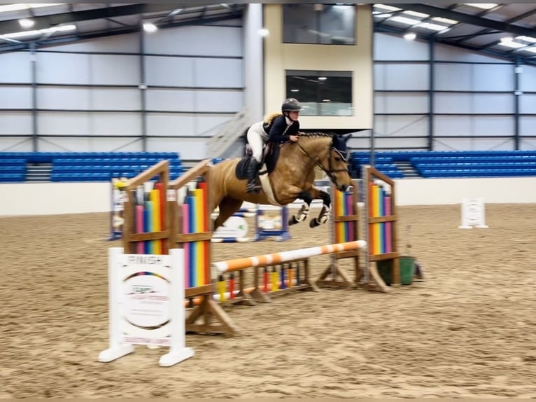 Connemara Jument 4 Ans 147 cm Isabelle in Mountrath, Co. Laois