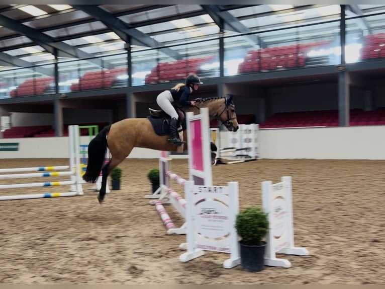 Connemara Jument 4 Ans 147 cm Isabelle in Mountrath, Co. Laois