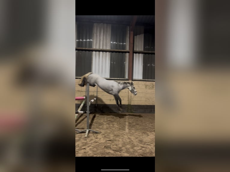 Connemara Jument 4 Ans 147 cm in Tipperary