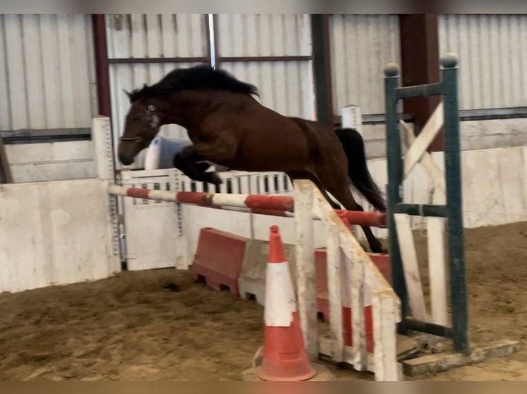 Connemara Jument 4 Ans 148 cm Bai in Mountrath