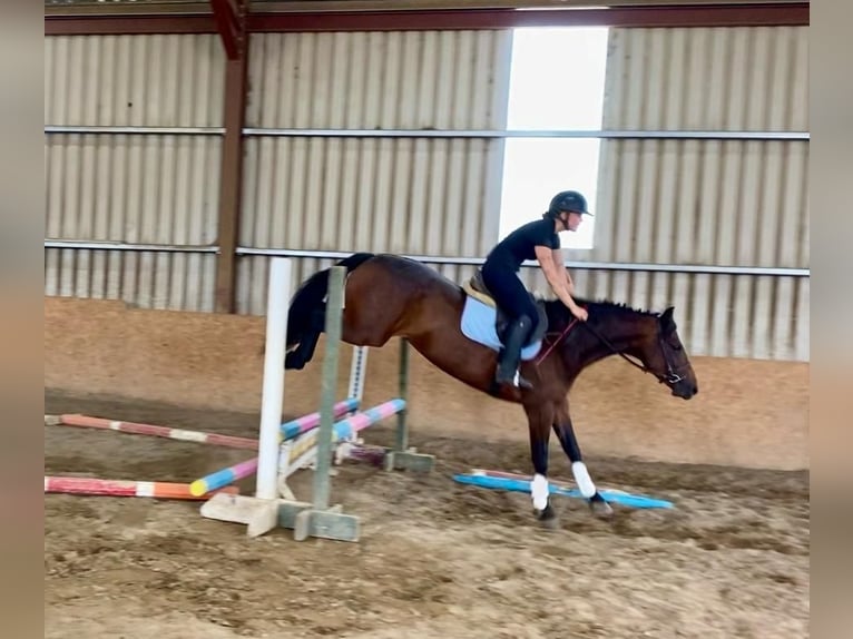 Connemara Jument 4 Ans 148 cm Bai in Sligo