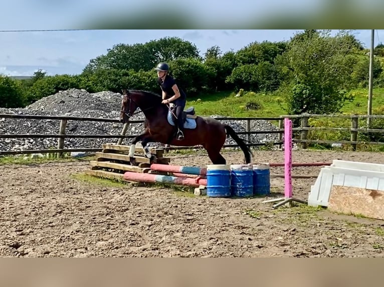 Connemara Jument 4 Ans 148 cm Bai in Sligo