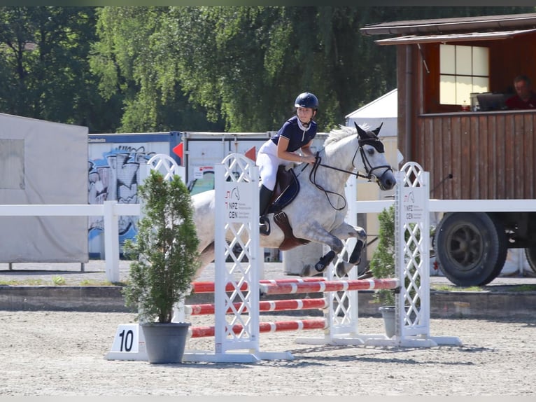 Connemara Jument 4 Ans 148 cm in Münsingen