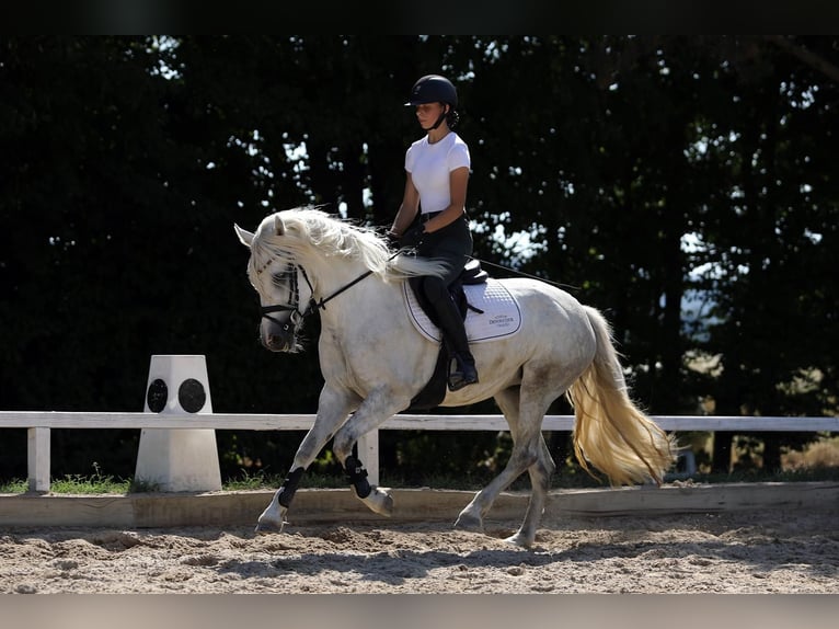 Connemara Jument 4 Ans 148 cm  in Altenstadt