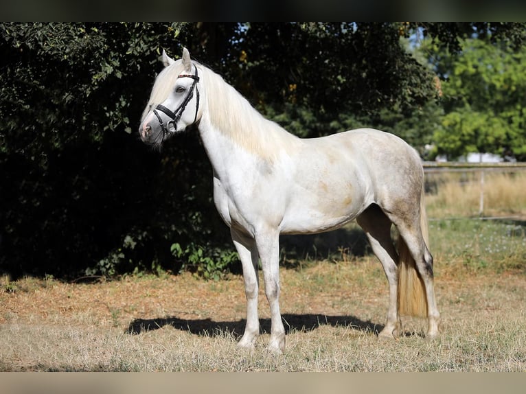 Connemara Jument 4 Ans 148 cm  in Altenstadt