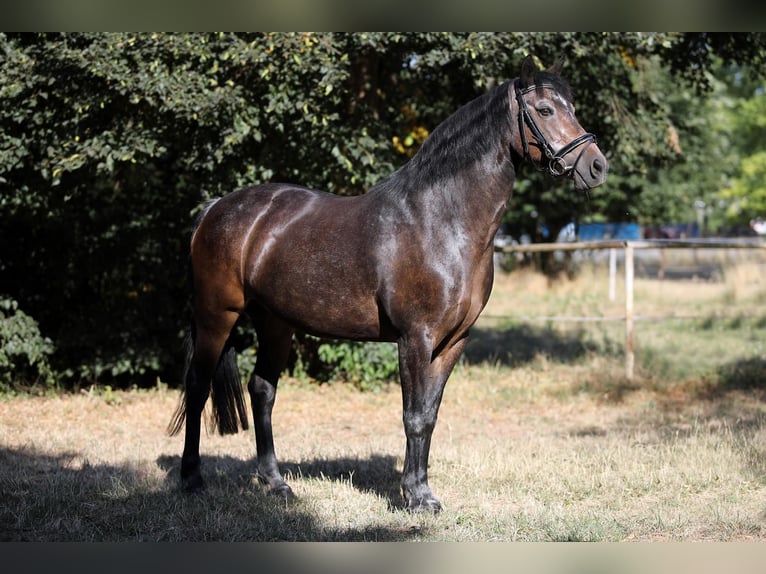 Connemara Jument 4 Ans 148 cm  in Altenstadt