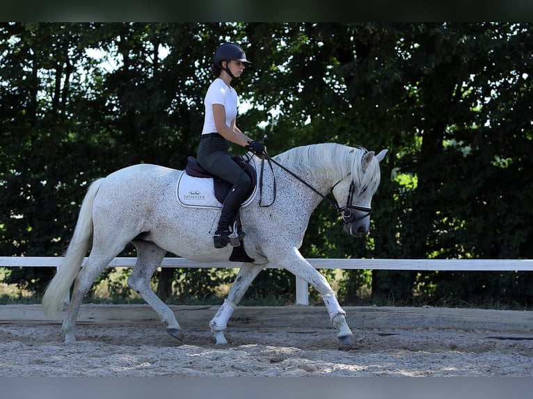 Connemara Jument 4 Ans 148 cm  in Altenstadt