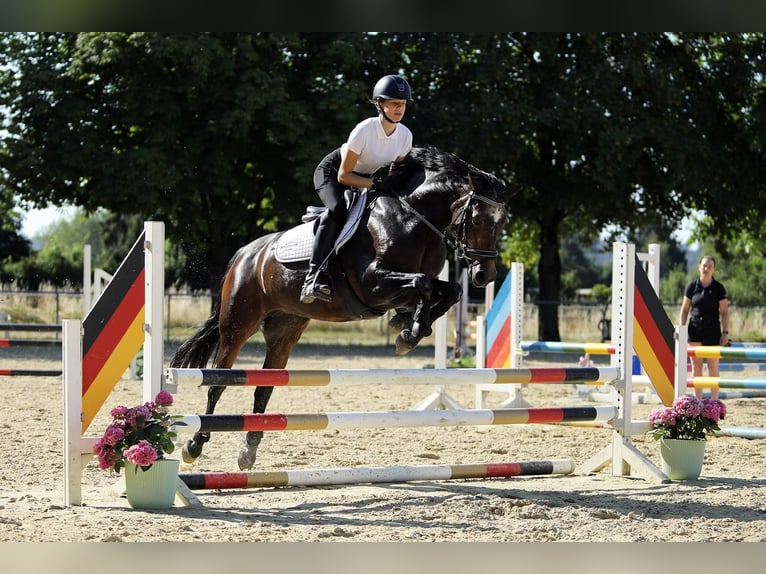Connemara Jument 4 Ans 148 cm  in Altenstadt