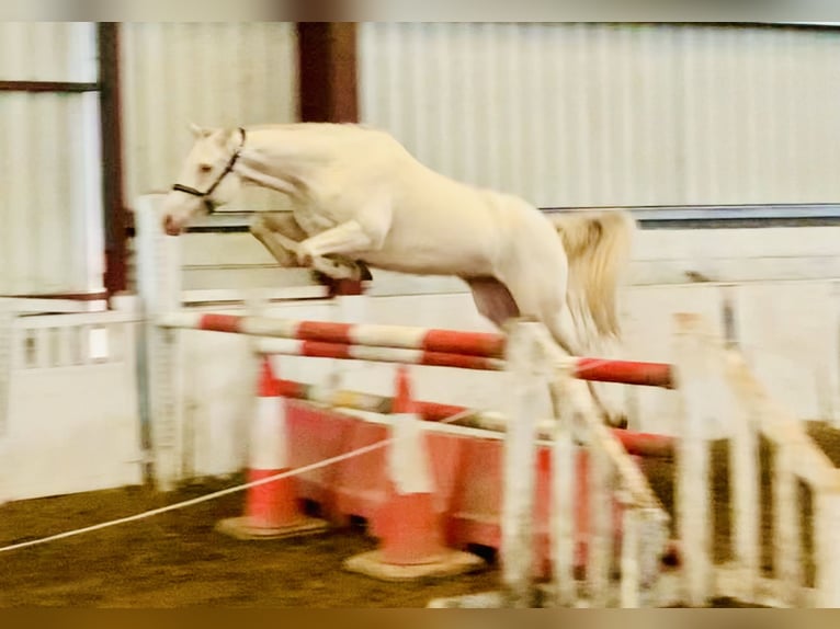 Connemara Jument 4 Ans 148 cm Cremello in Mountrath