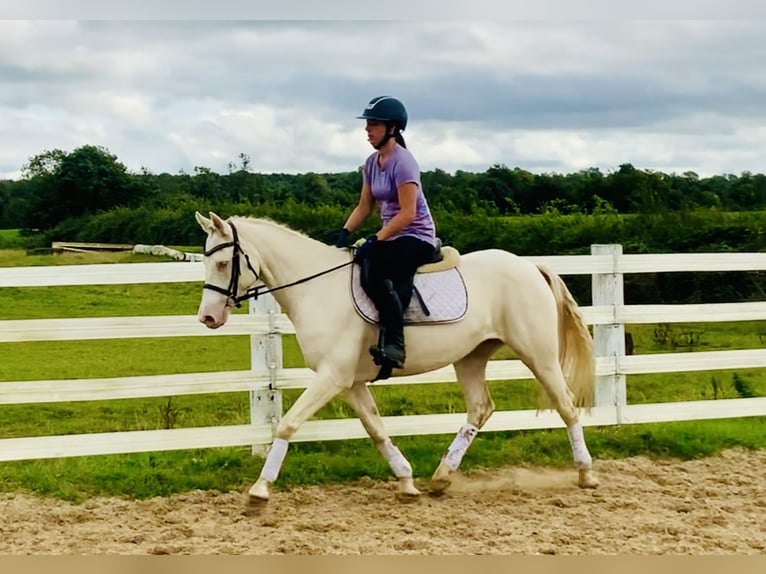 Connemara Jument 4 Ans 148 cm Cremello in Mountrath