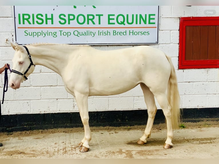 Connemara Jument 4 Ans 148 cm Cremello in Mountrath