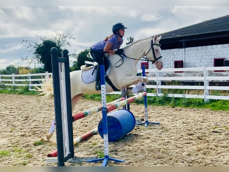 Connemara Jument 4 Ans 148 cm Cremello in Mountrath