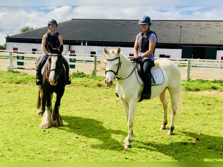 Connemara Jument 4 Ans 148 cm Cremello in Mountrath