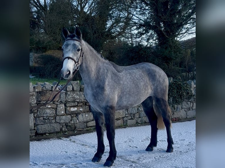 Connemara Jument 4 Ans 148 cm Gris in Newry