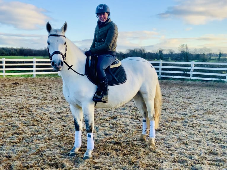 Connemara Jument 4 Ans 148 cm Gris in Mountrath