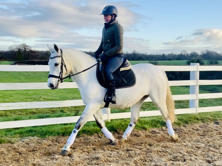 Connemara Jument 4 Ans 148 cm Gris in Mountrath