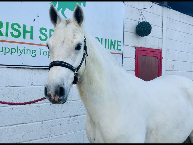 Connemara Jument 4 Ans 148 cm Gris in Mountrath