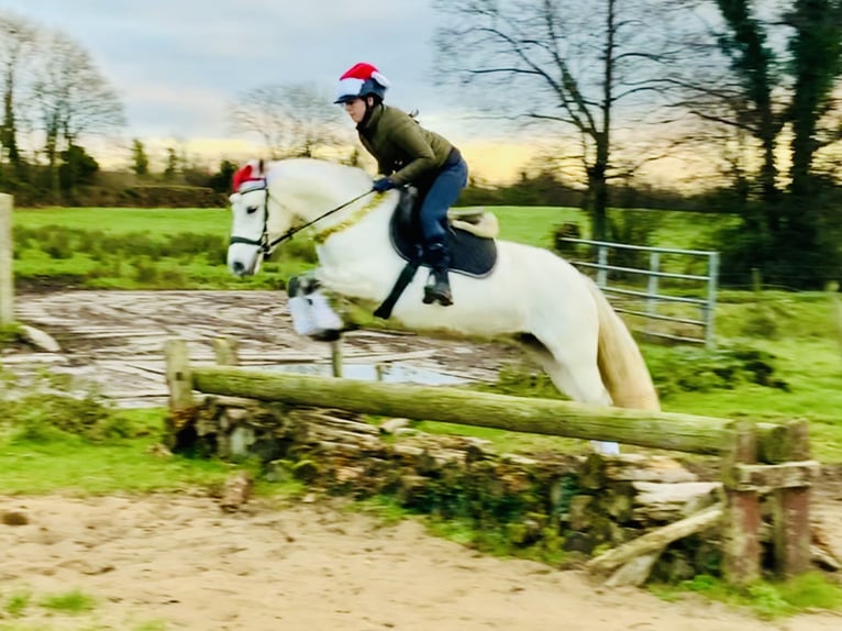 Connemara Jument 4 Ans 148 cm Gris in Mountrath