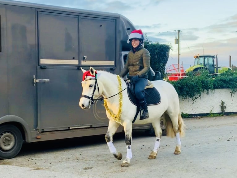 Connemara Jument 4 Ans 148 cm Gris in Mountrath