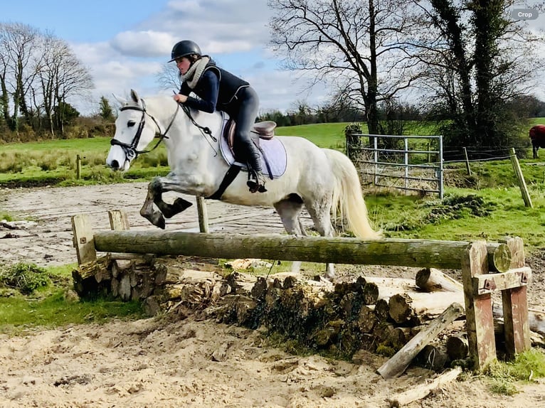 Connemara Jument 4 Ans 148 cm Gris in Mountrath