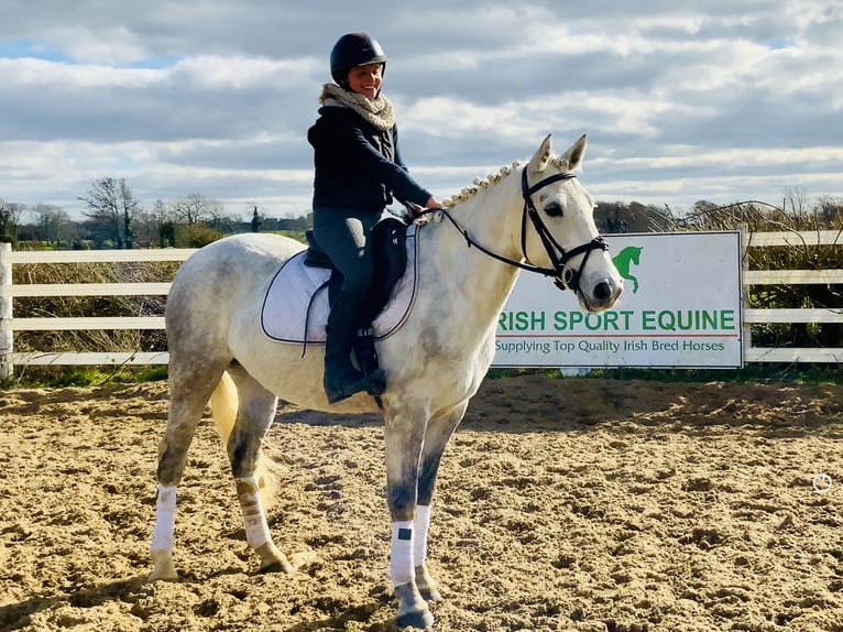 Connemara Jument 4 Ans 148 cm Gris in Mountrath